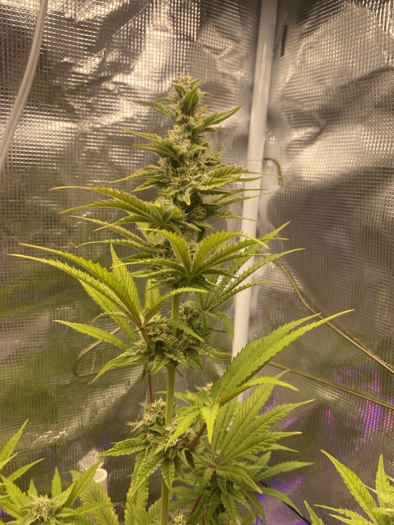 sherbanger — flower, day 69