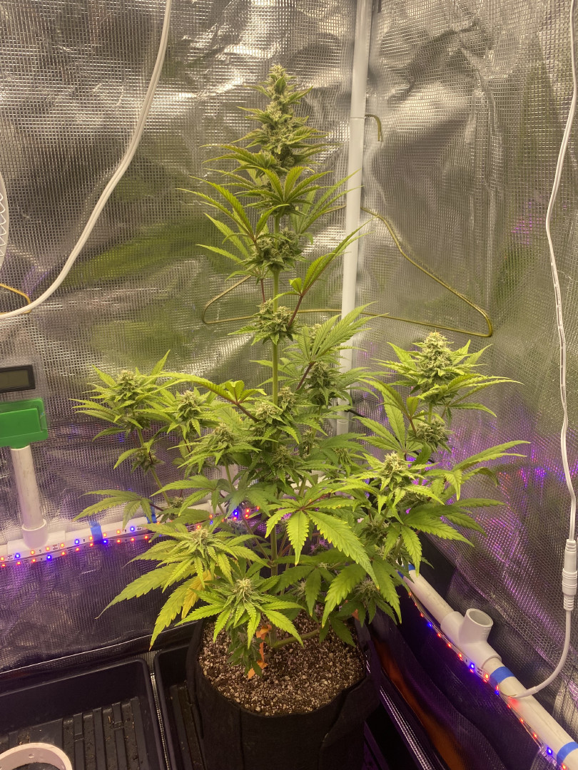 sherbanger — flower, day 69