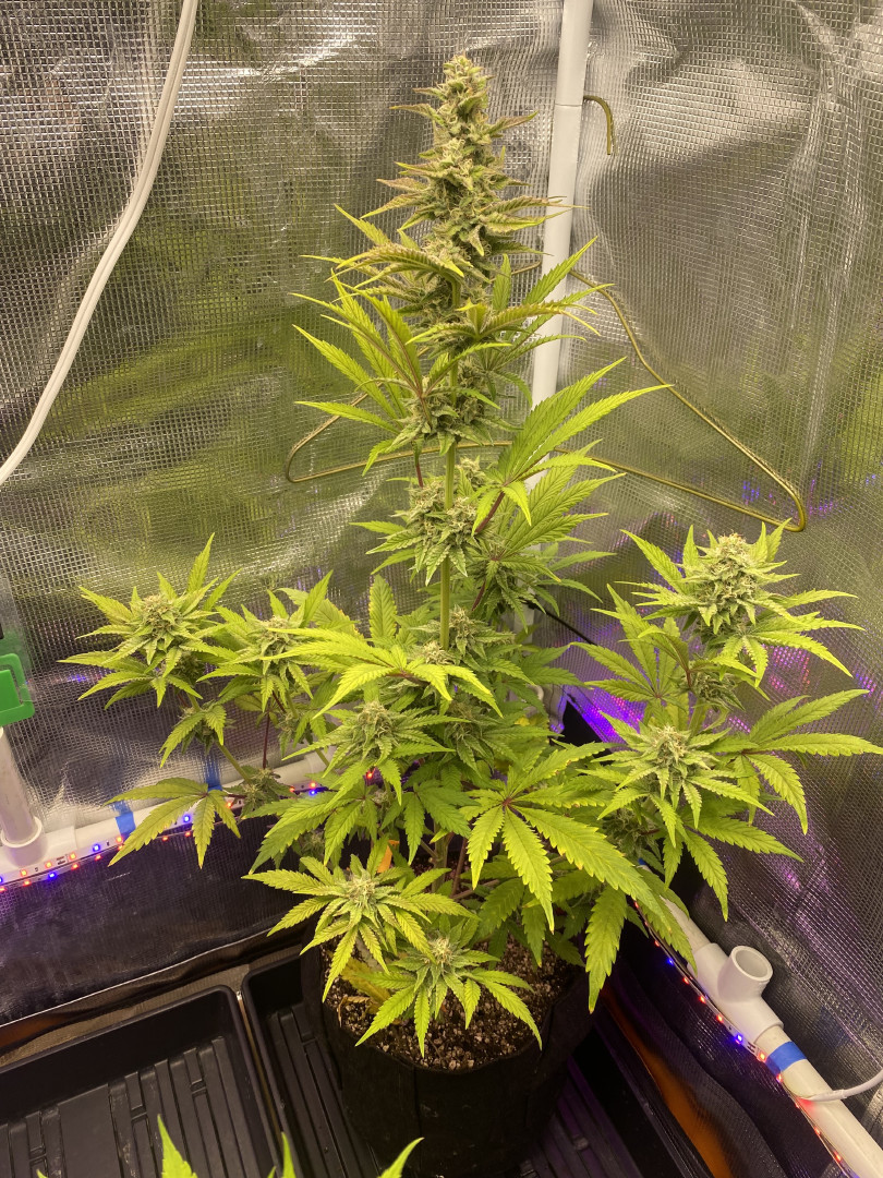 sherbanger — flower, day 71