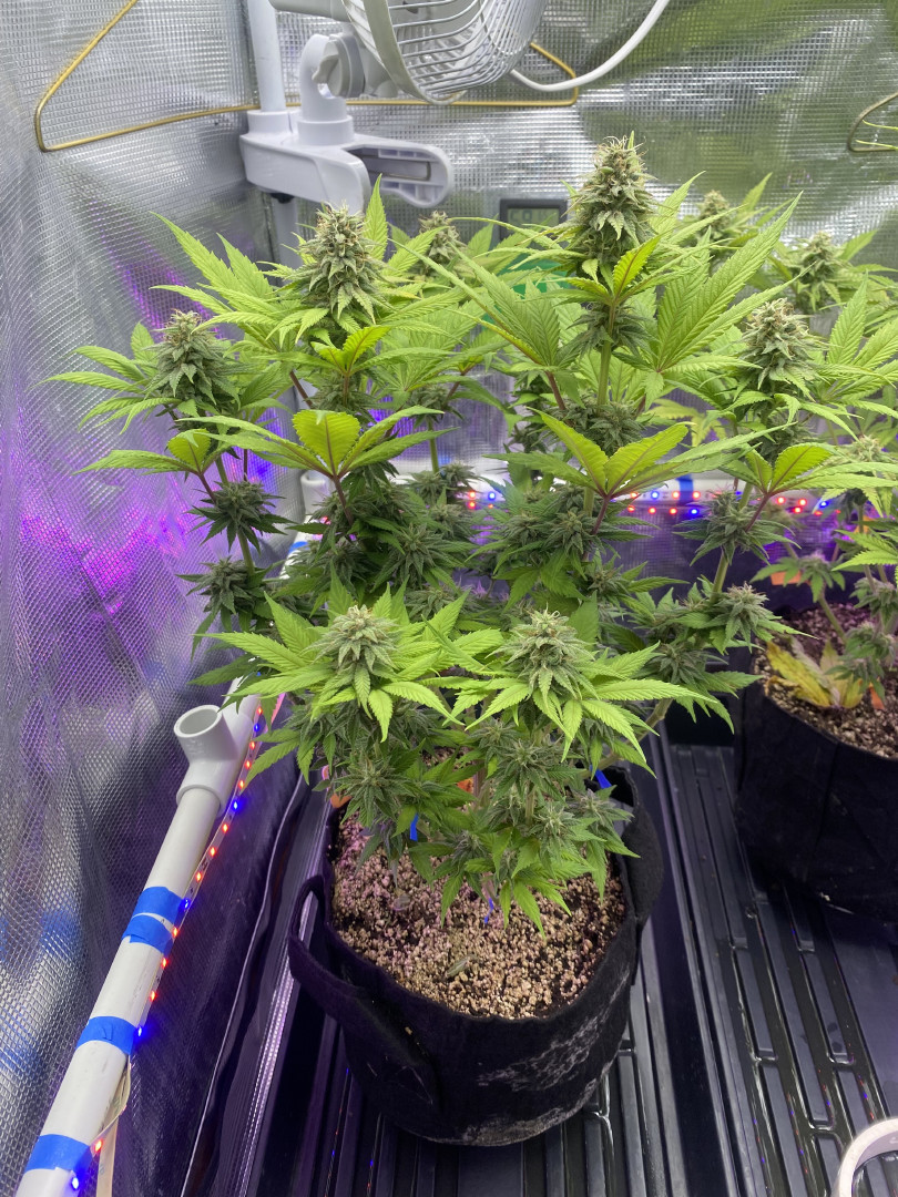 Black Muffin XL F1(fast) — flower, day 77