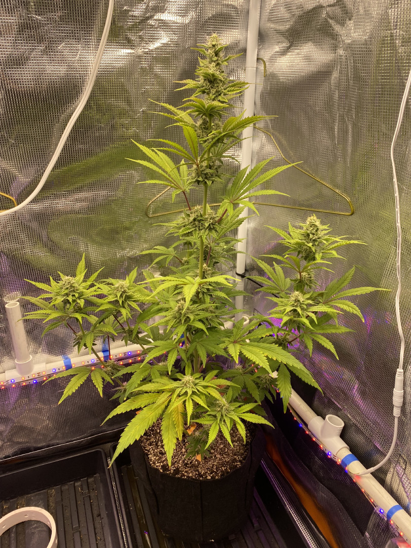 sherbanger — flower, day 66
