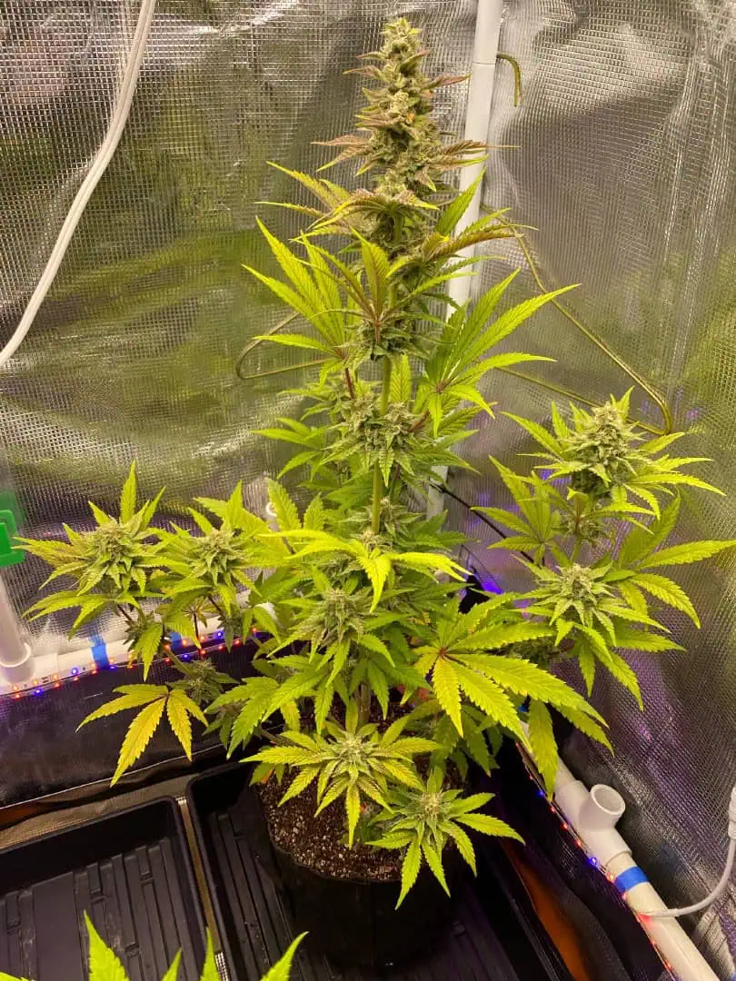 sherbanger — flower, day 74