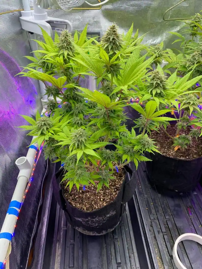 Black Muffin XL F1(fast) — flower, day 80