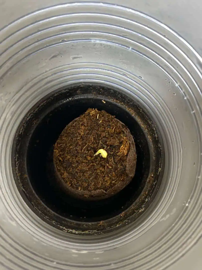 widows’ mimosa f1 — germination, day 4