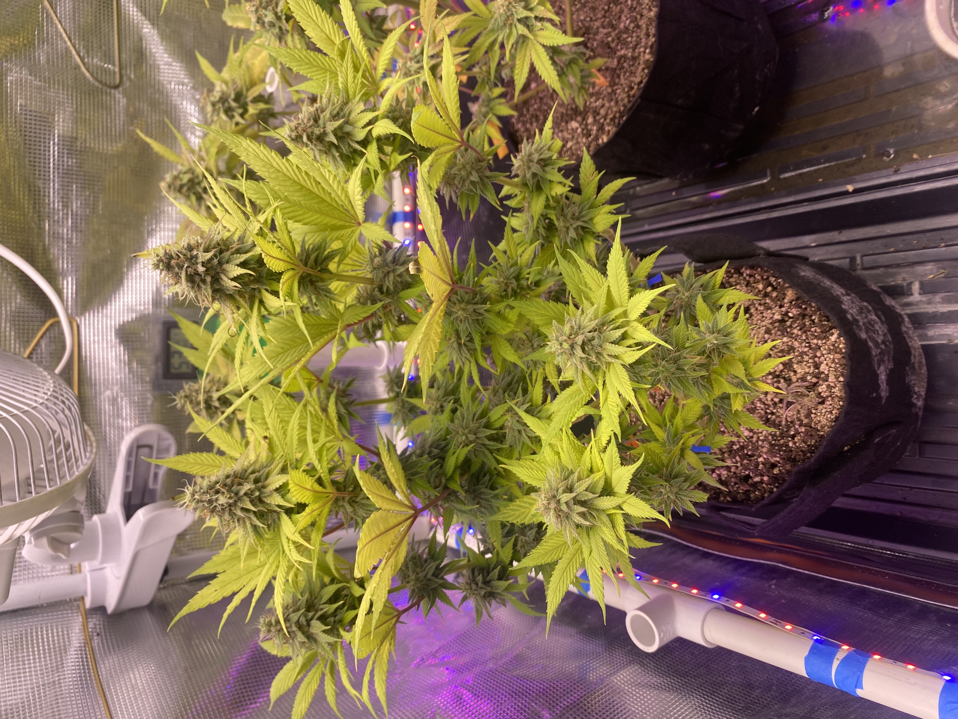 Black Muffin XL F1(fast) — flower, day 83