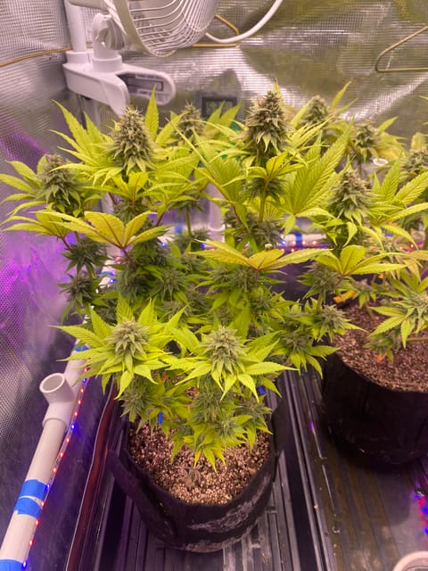Black Muffin XL F1(fast) — flower, day 83