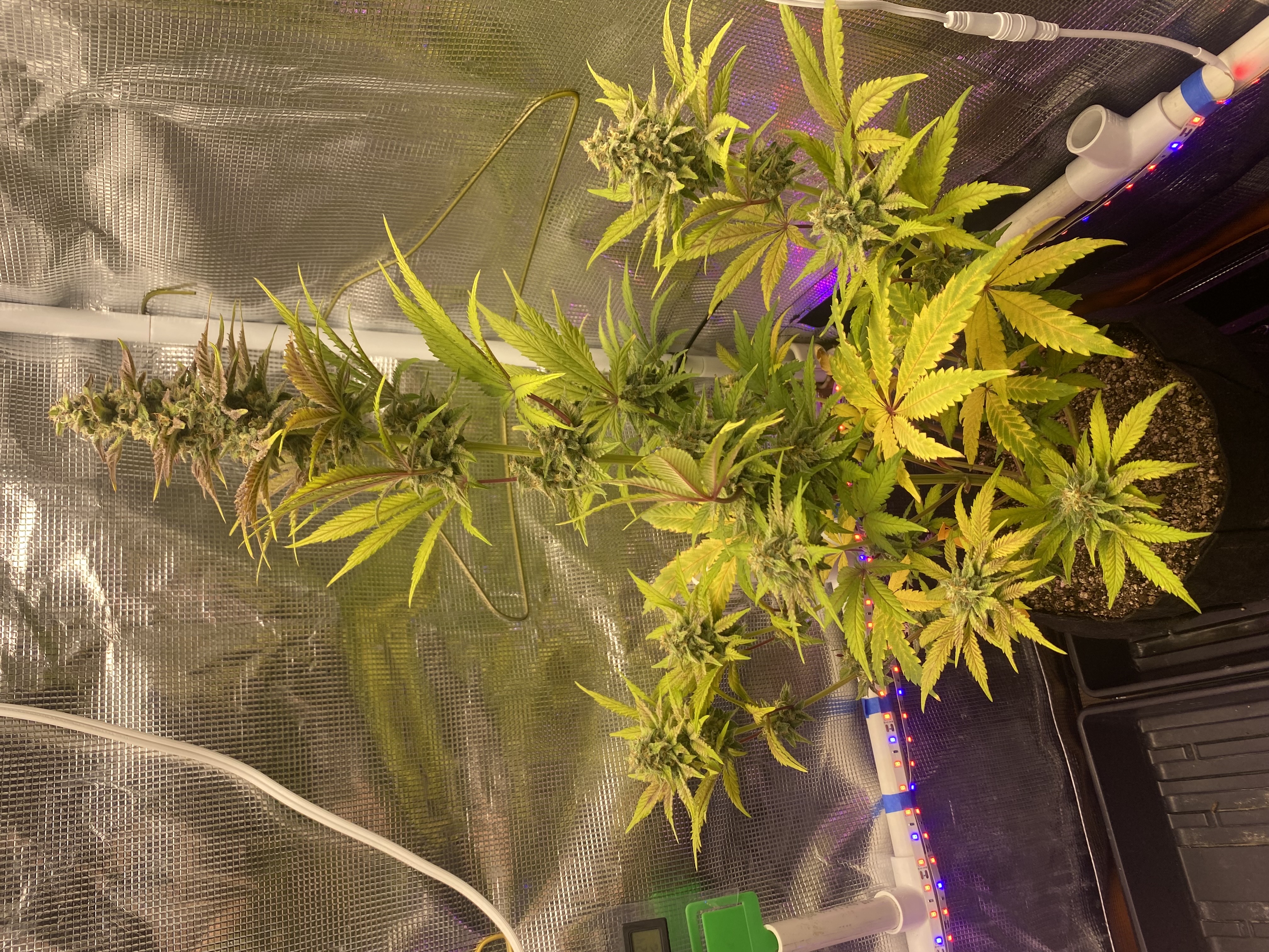 sherbanger — flower, day 77