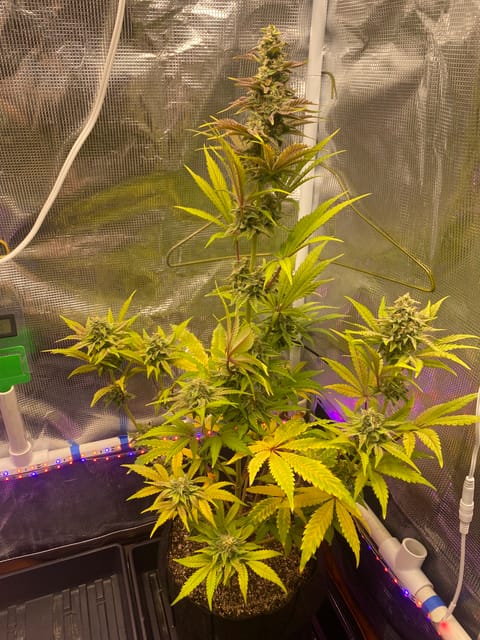 sherbanger — flower, day 77