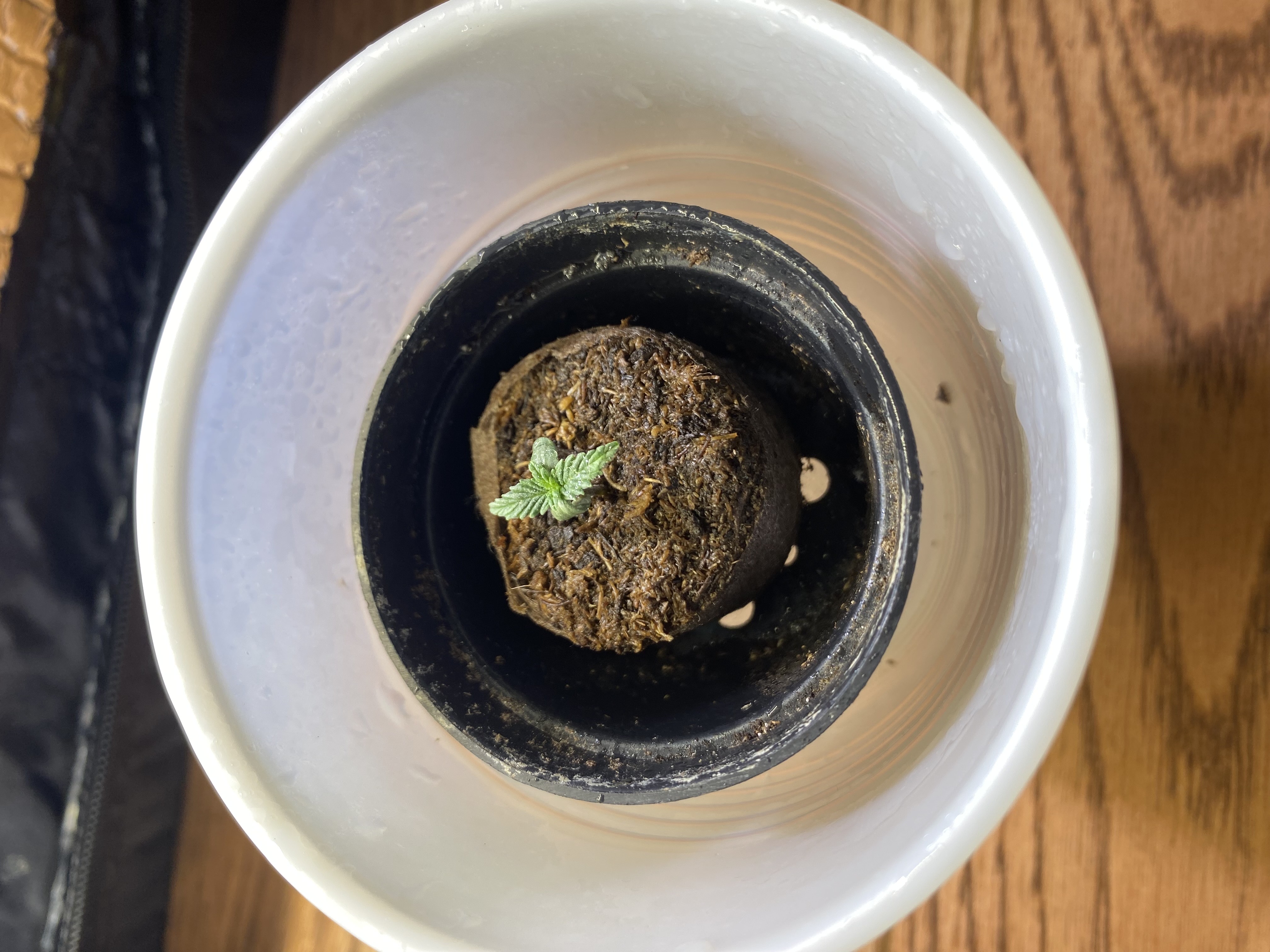 widows’ mimosa f1 — seedling_rooting, day 8