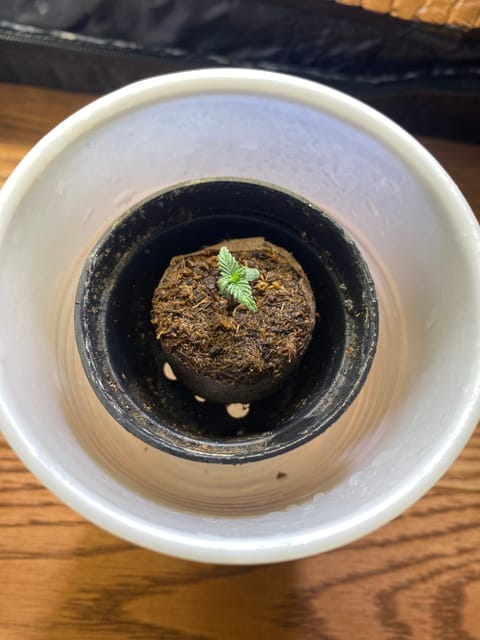 widows’ mimosa f1 — seedling_rooting, day 8