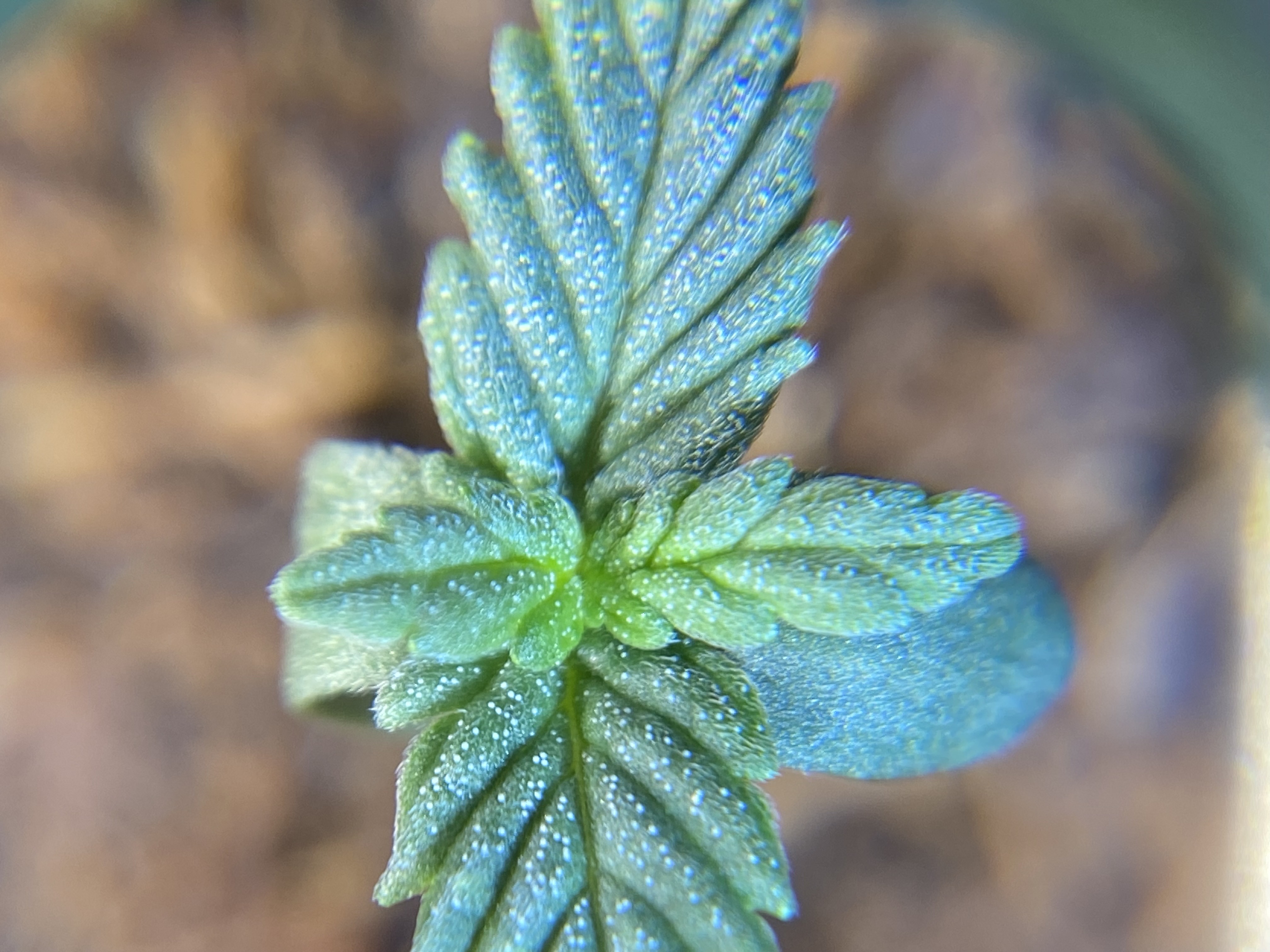 widows’ mimosa f1 — seedling_rooting, day 9