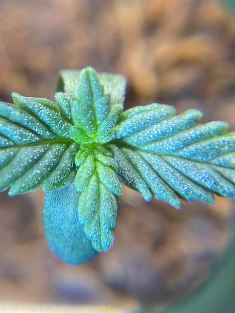 widows’ mimosa f1 — seedling_rooting, day 9