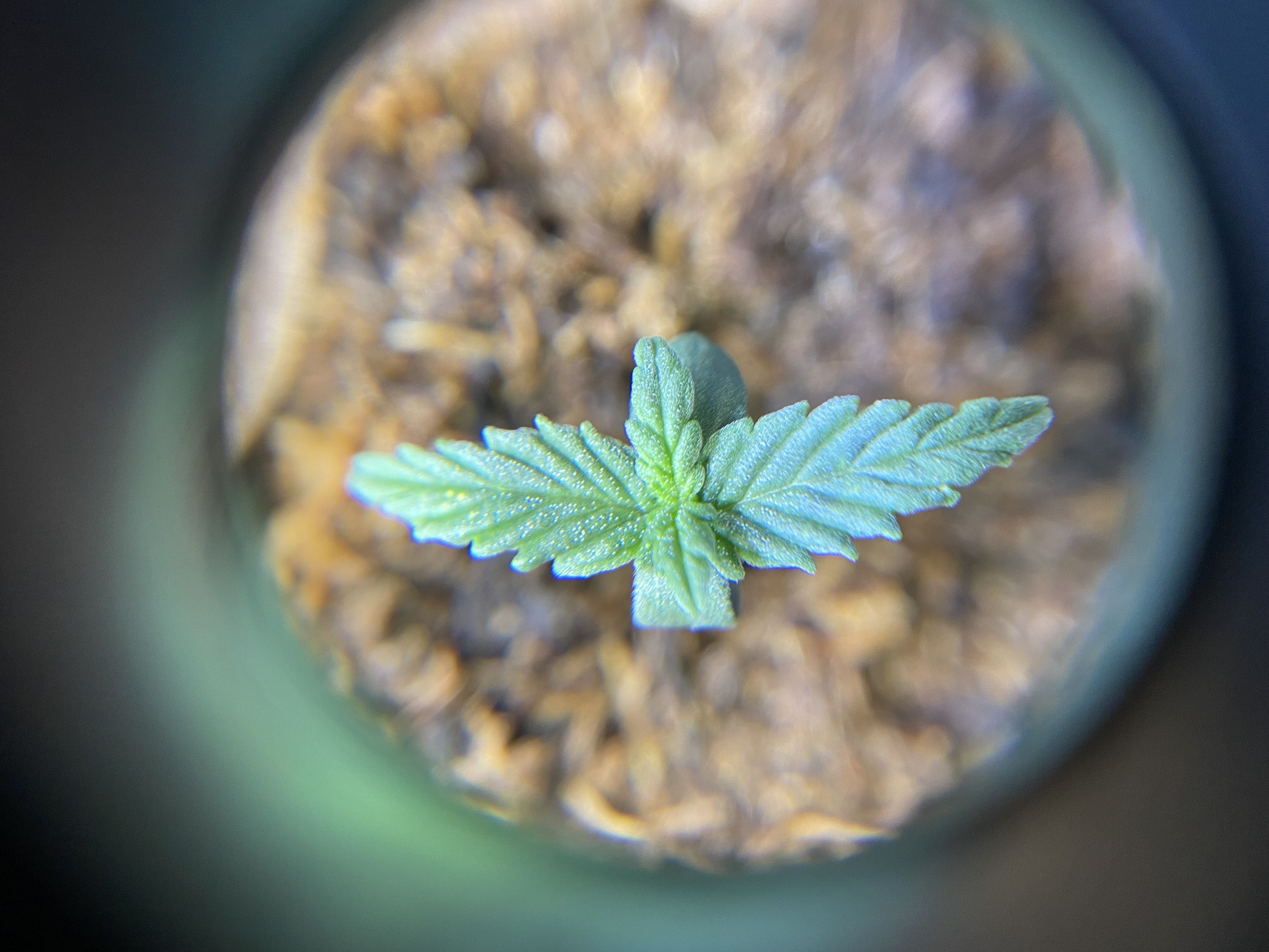 widows’ mimosa f1 — seedling_rooting, day 9