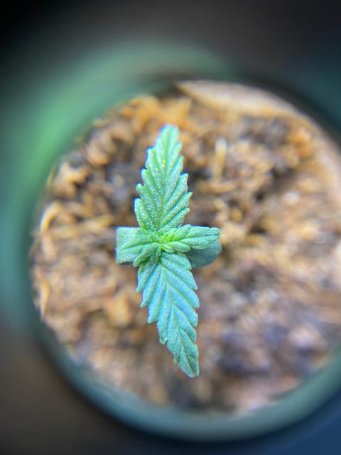 widows’ mimosa f1 — seedling_rooting, day 9