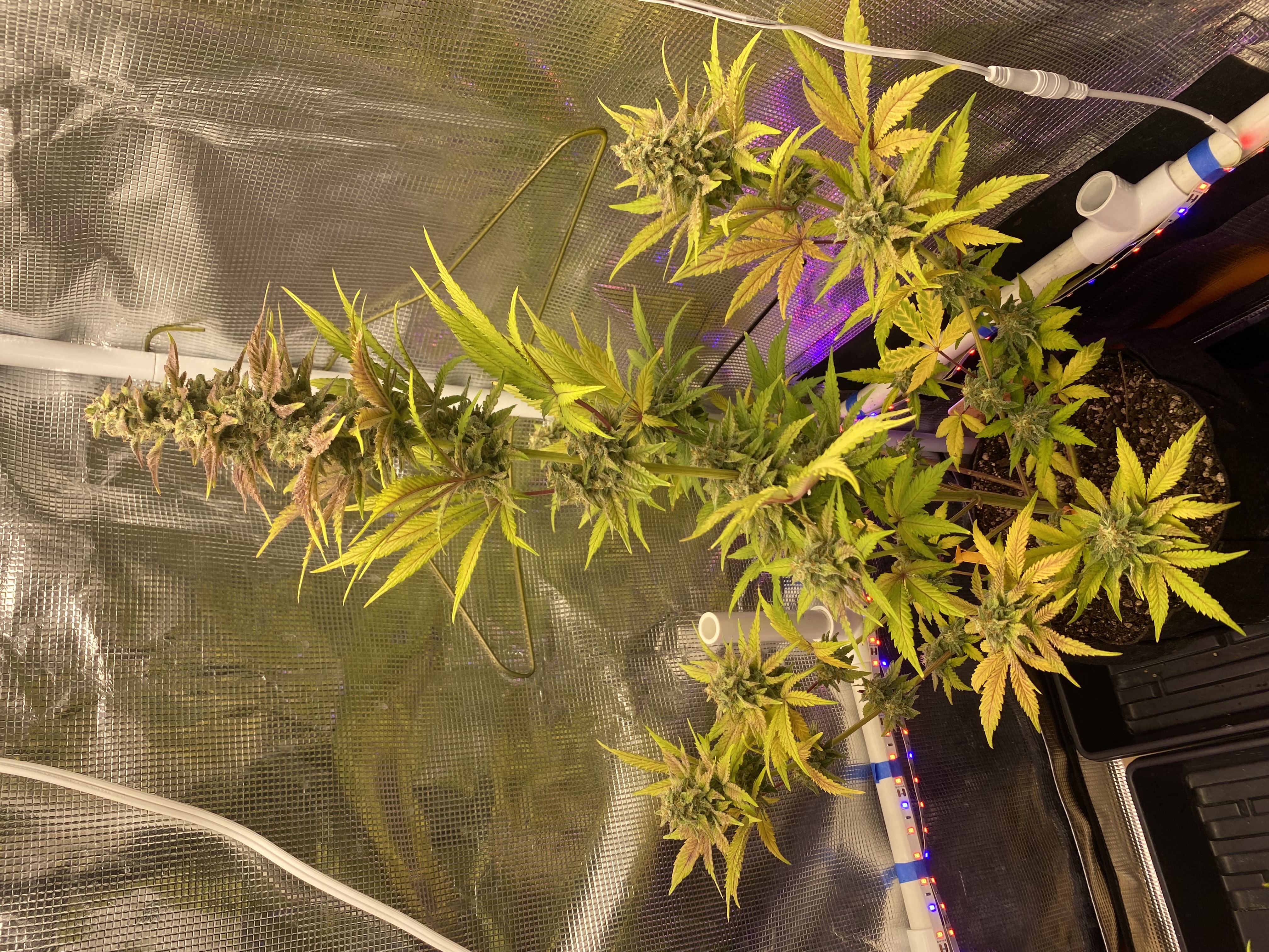 sherbanger — flower, day 80