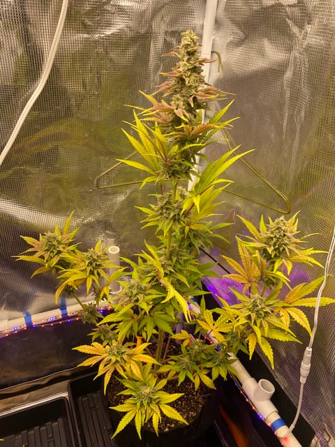 sherbanger — flower, day 80
