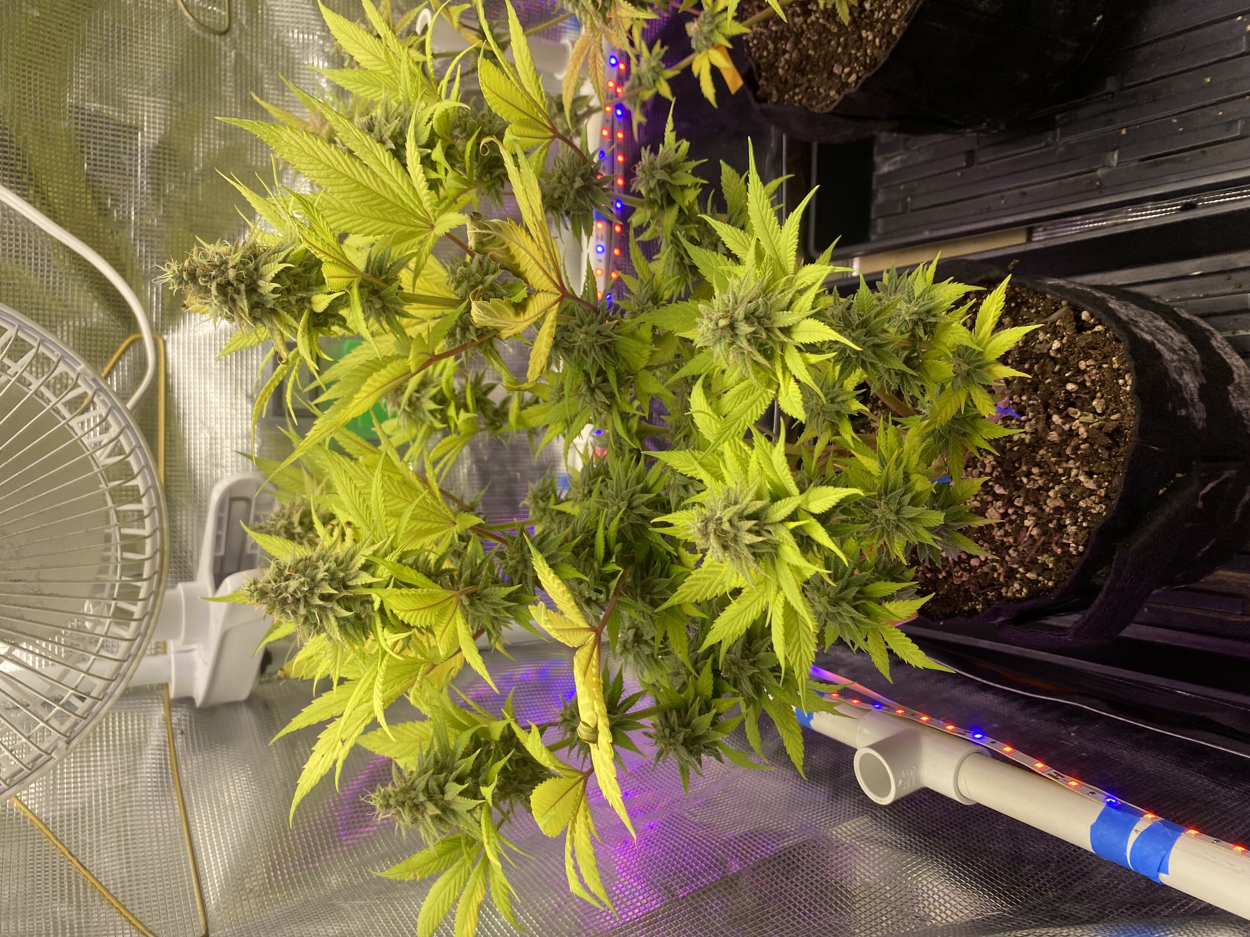 Black Muffin XL F1(fast) — flower, day 86