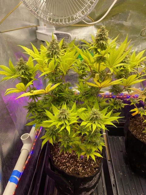 Black Muffin XL F1(fast) — flower, day 86