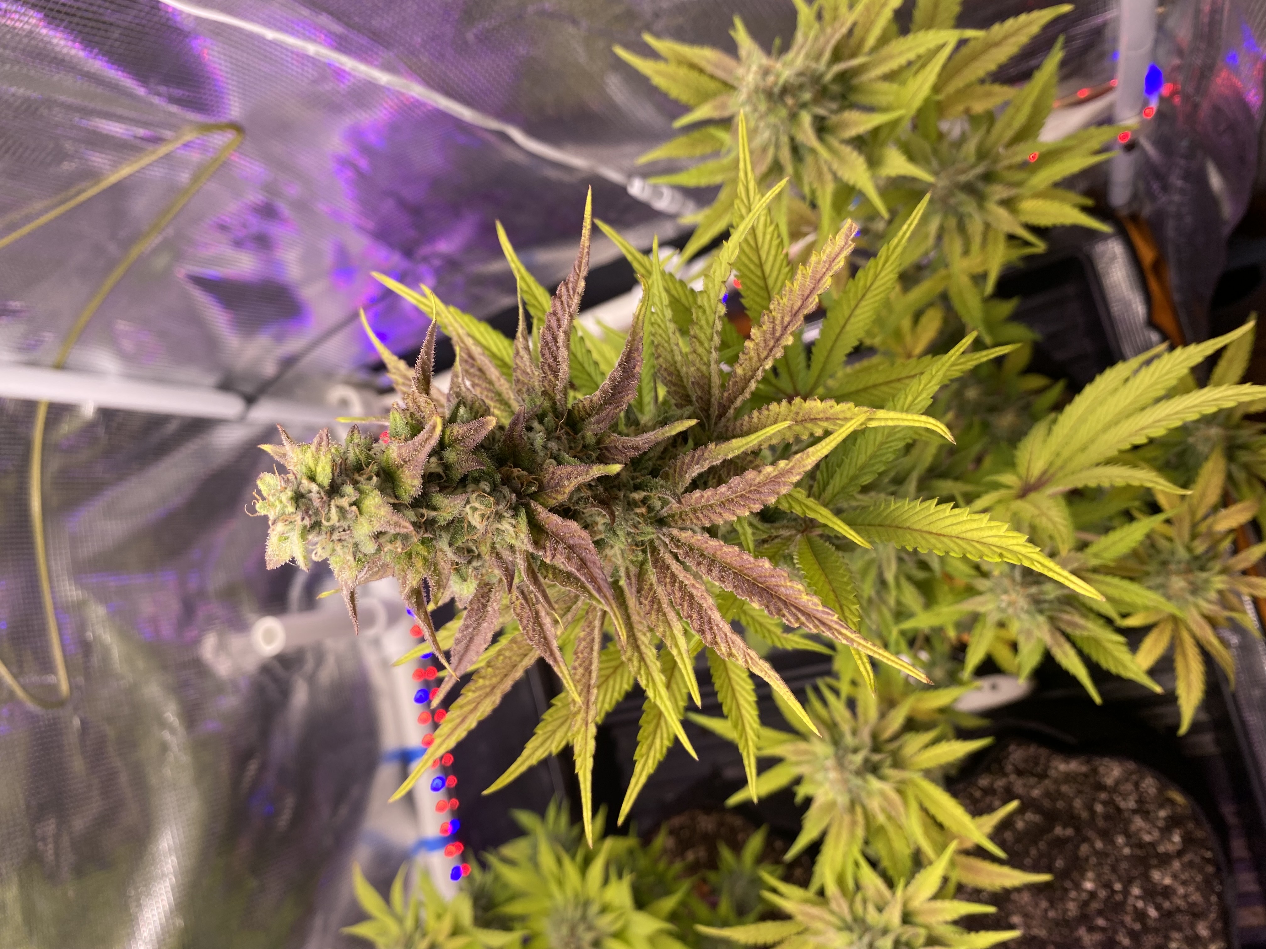 sherbanger — flower, day 80