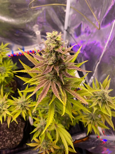 sherbanger — flower, day 80