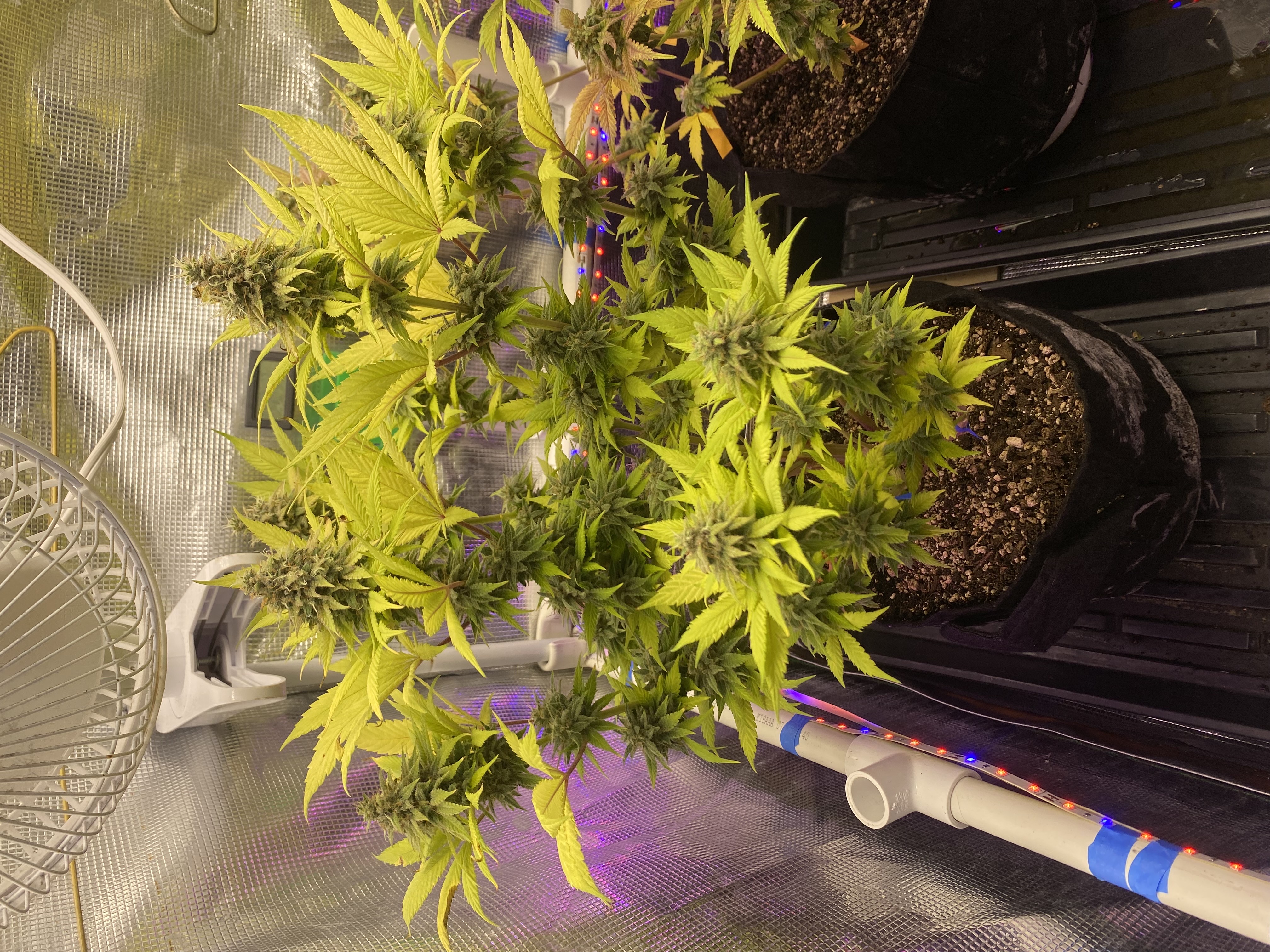 Black Muffin XL F1(fast) — flower, day 88