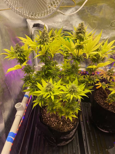 Black Muffin XL F1(fast) — flower, day 88