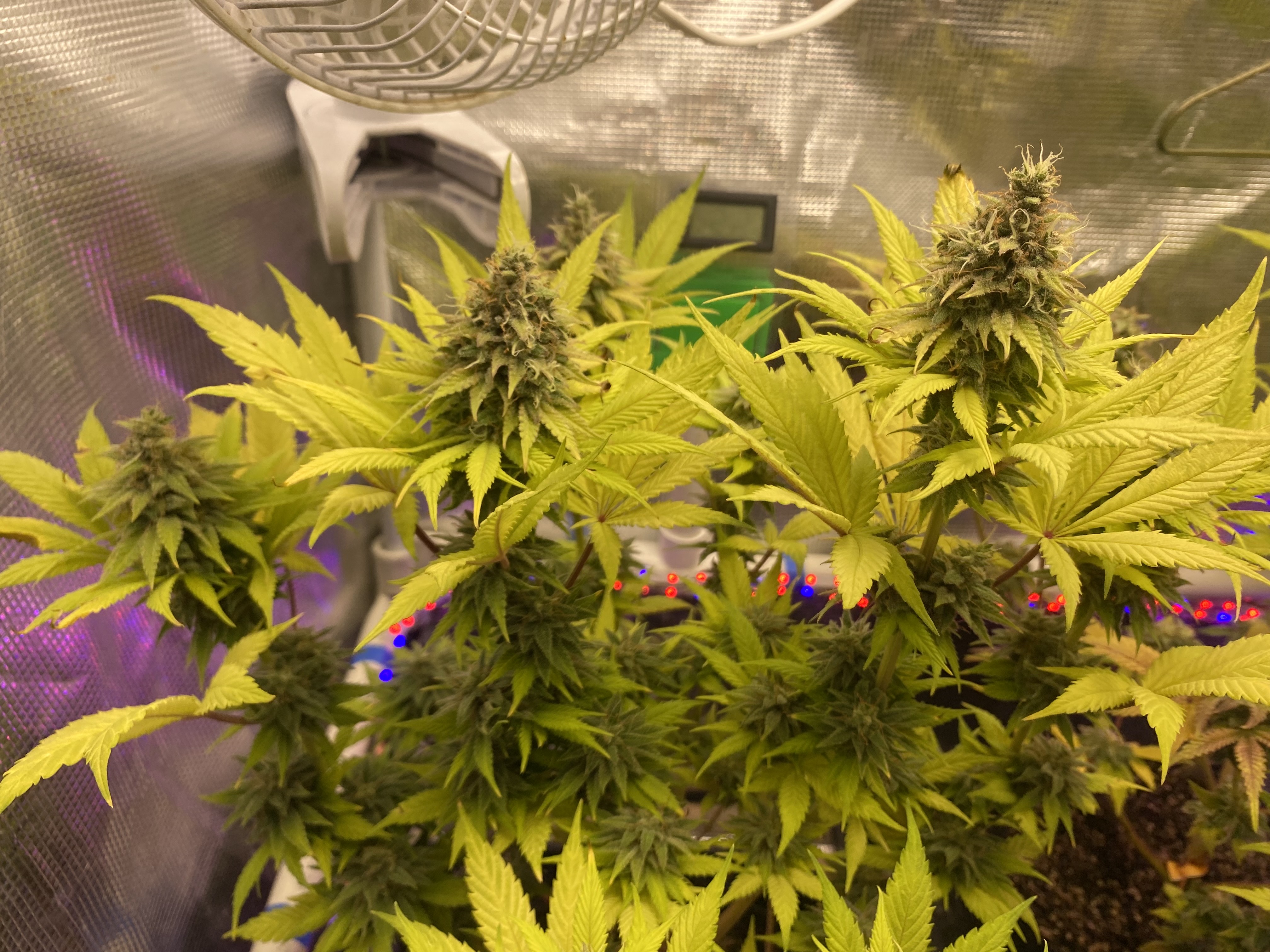 Black Muffin XL F1(fast) — flower, day 88