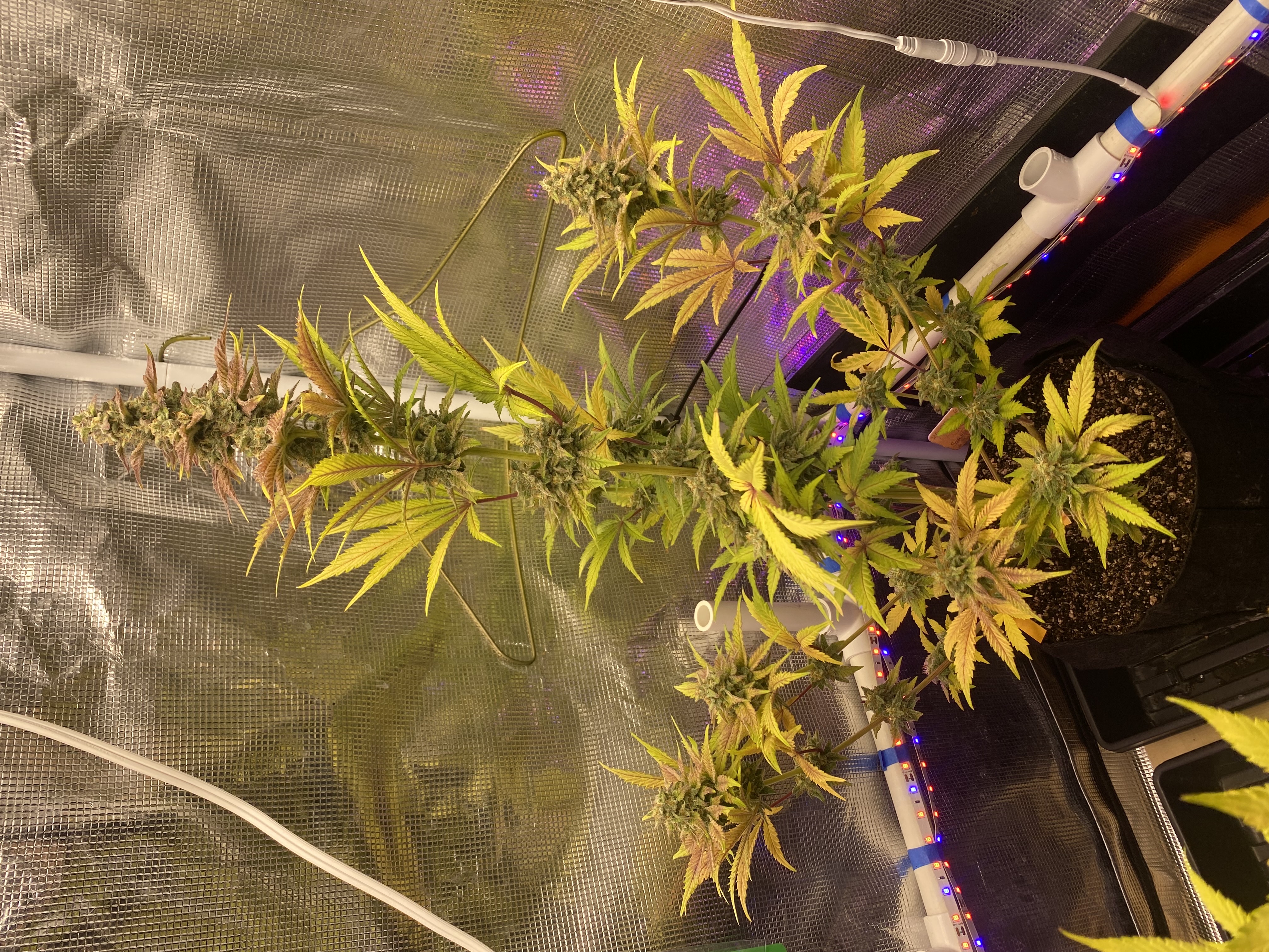 sherbanger — flower, day 82