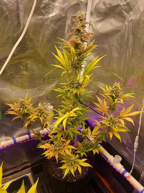 sherbanger — flower, day 82