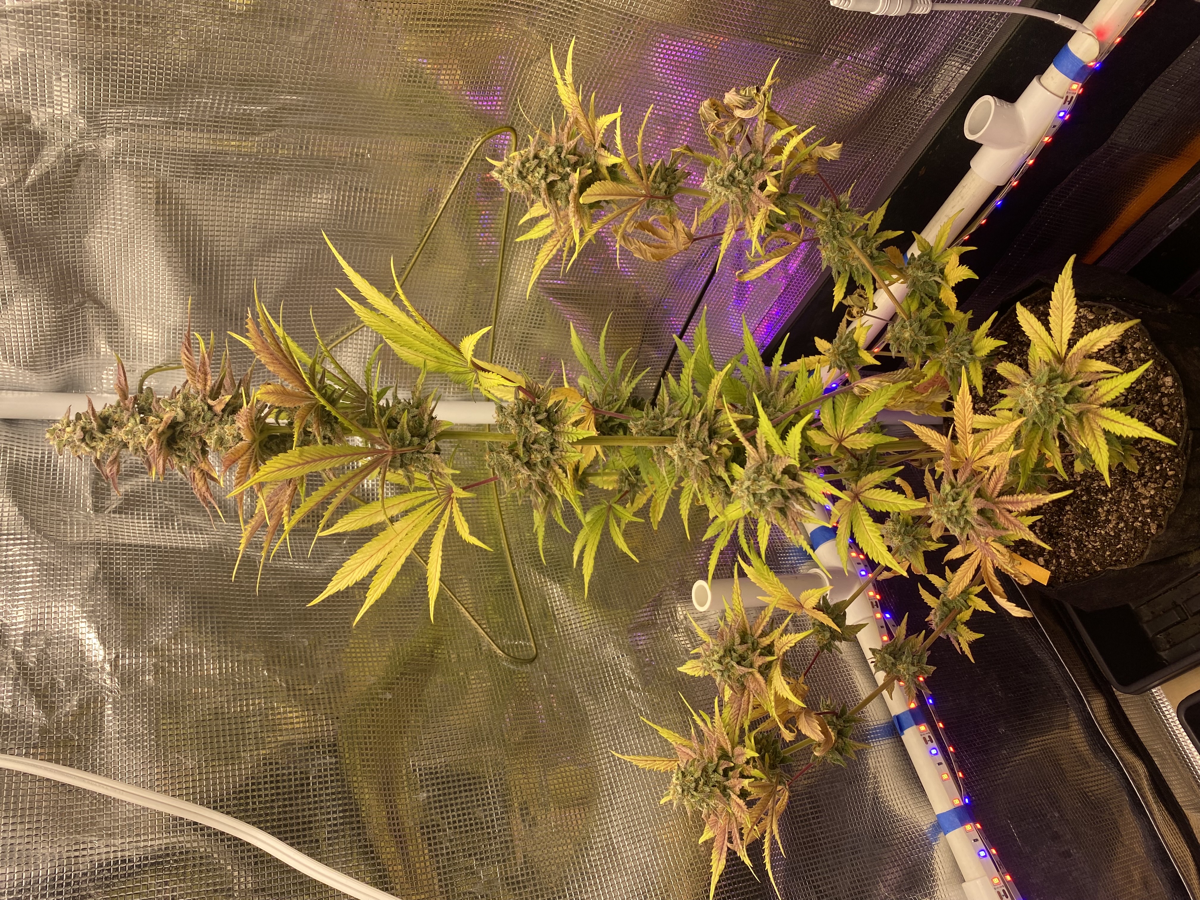 sherbanger — flower, day 86