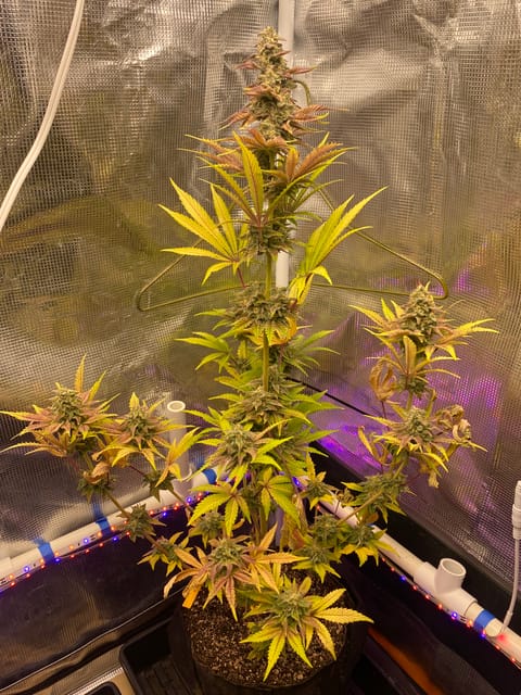 sherbanger — flower, day 86