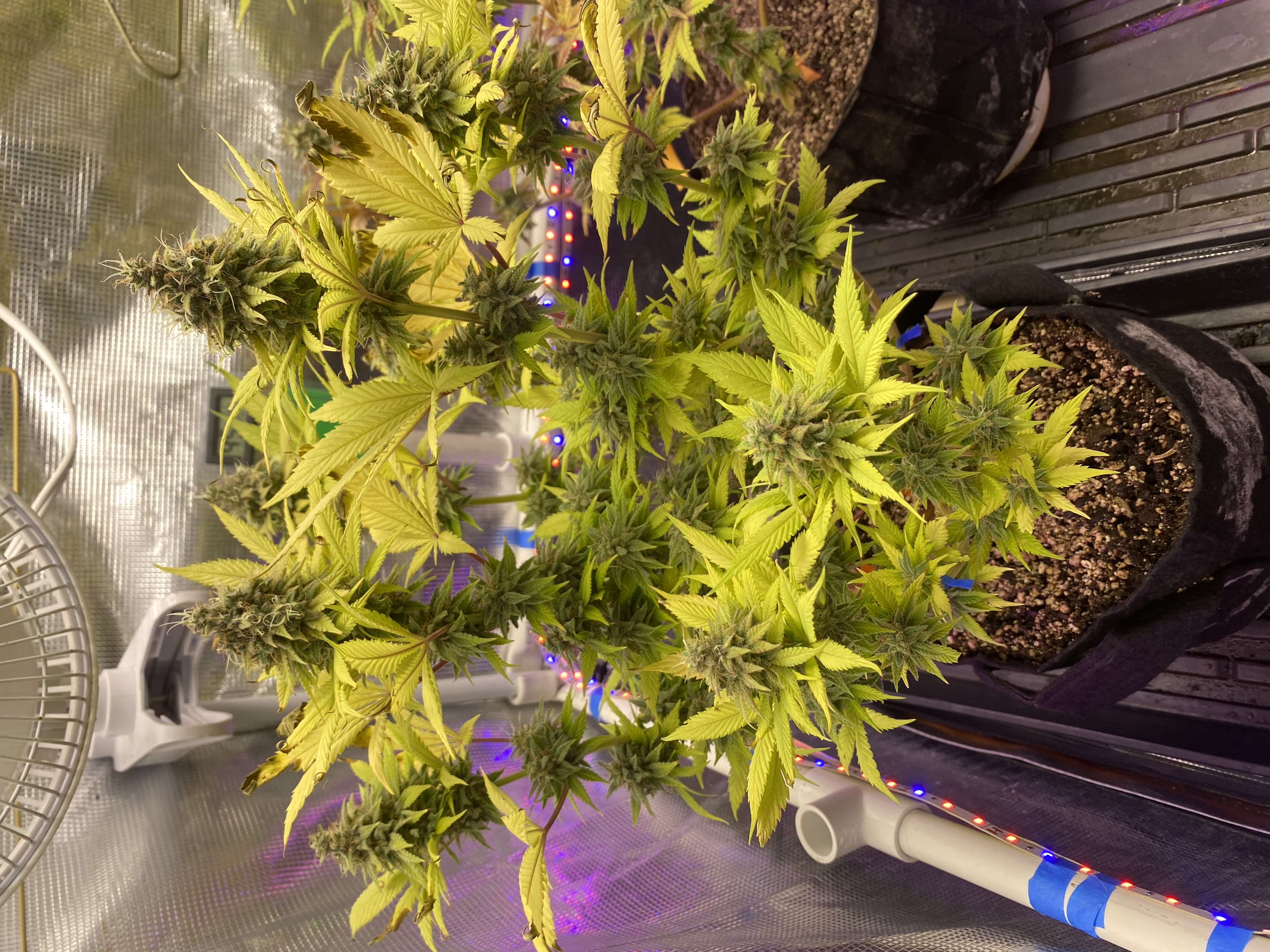 Black Muffin XL F1(fast) — flower, day 92