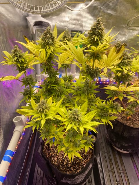Black Muffin XL F1(fast) — flower, day 92