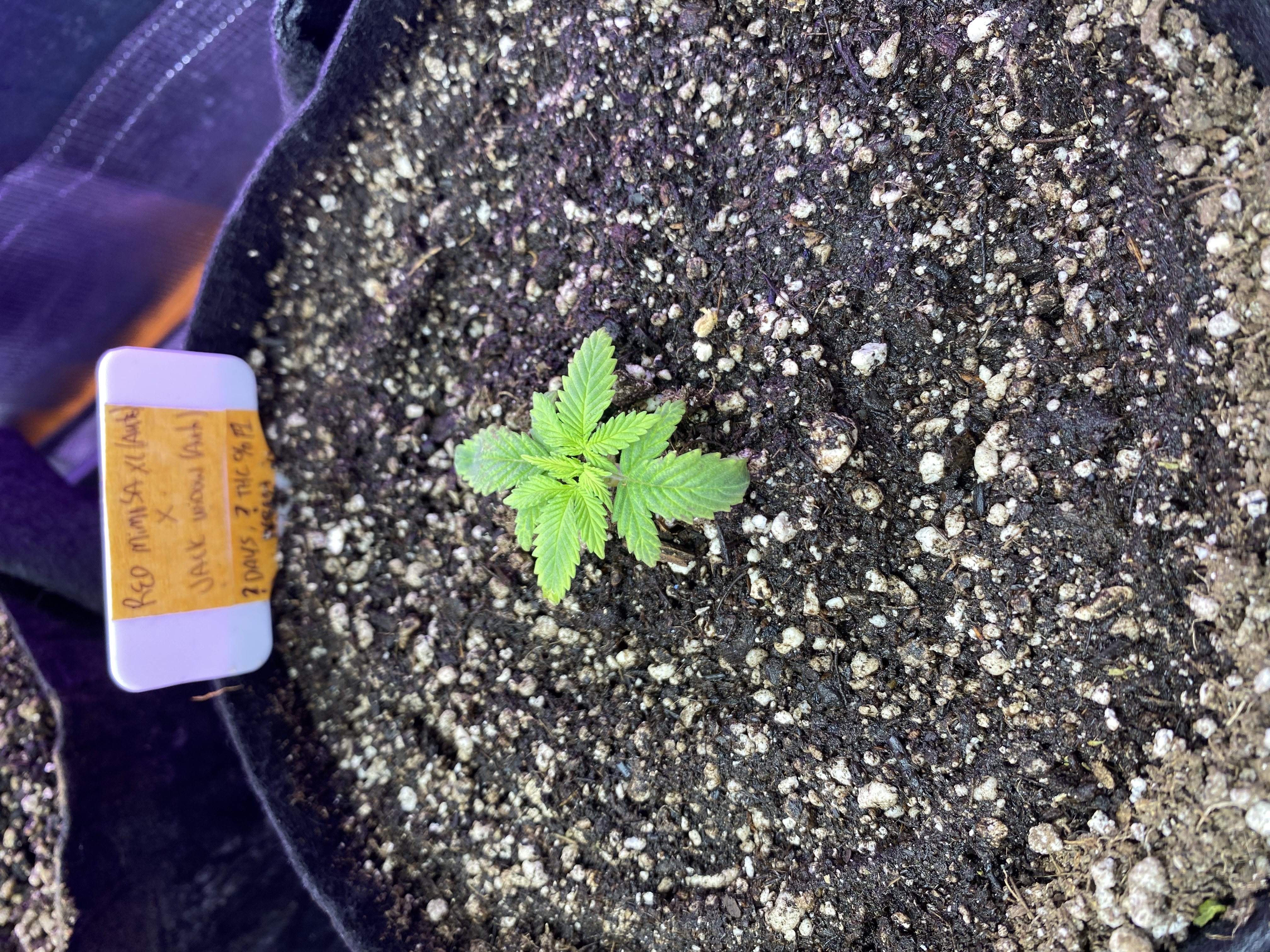 widows’ mimosa f1 — vegetative, day 19