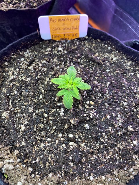 widows’ mimosa f1 — vegetative, day 19