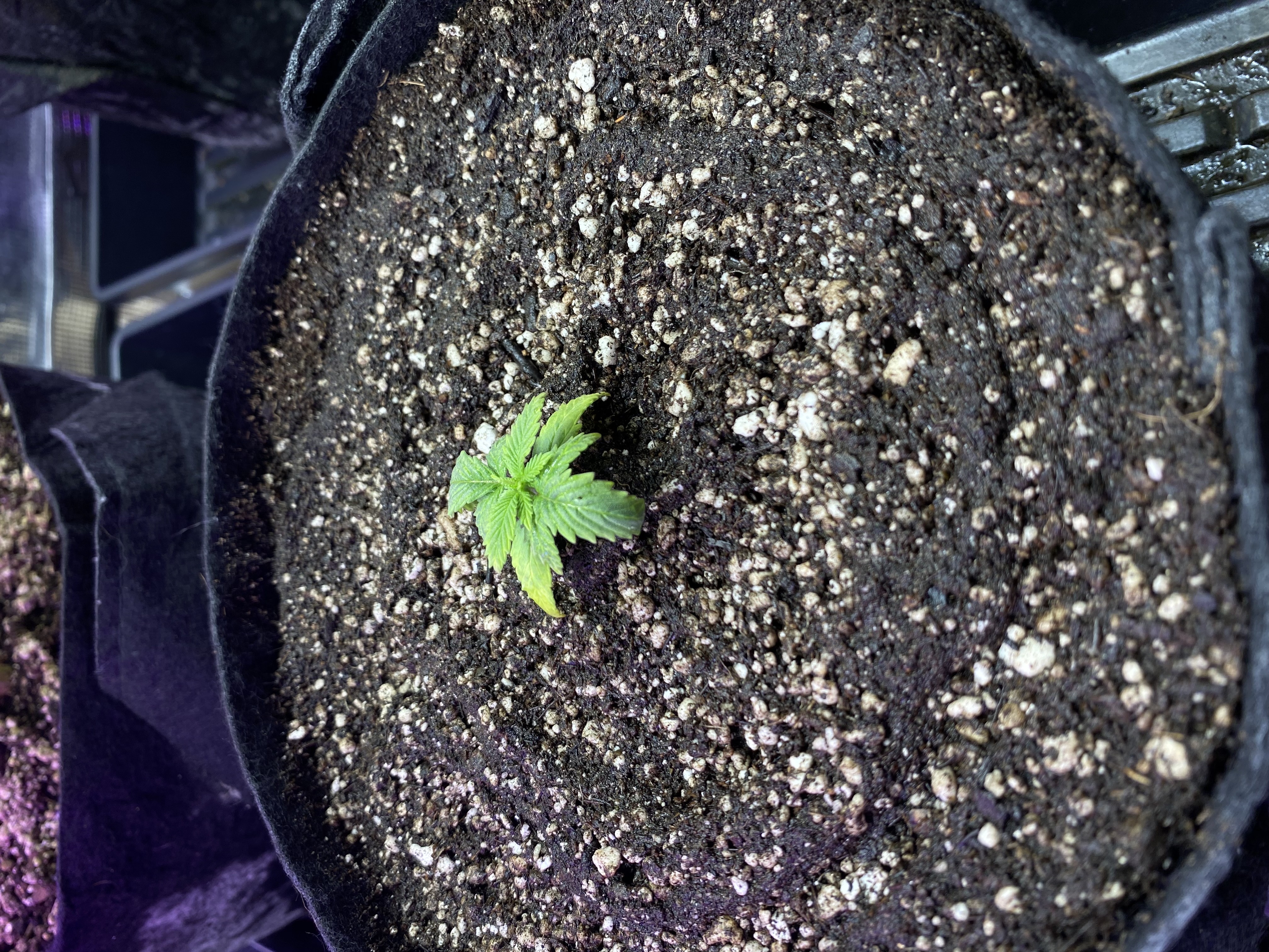widows’ mimosa f1 — vegetative, day 17