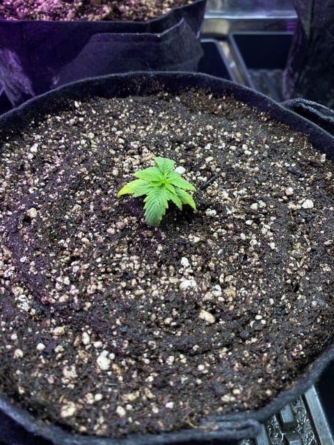 widows’ mimosa f1 — vegetative, day 17