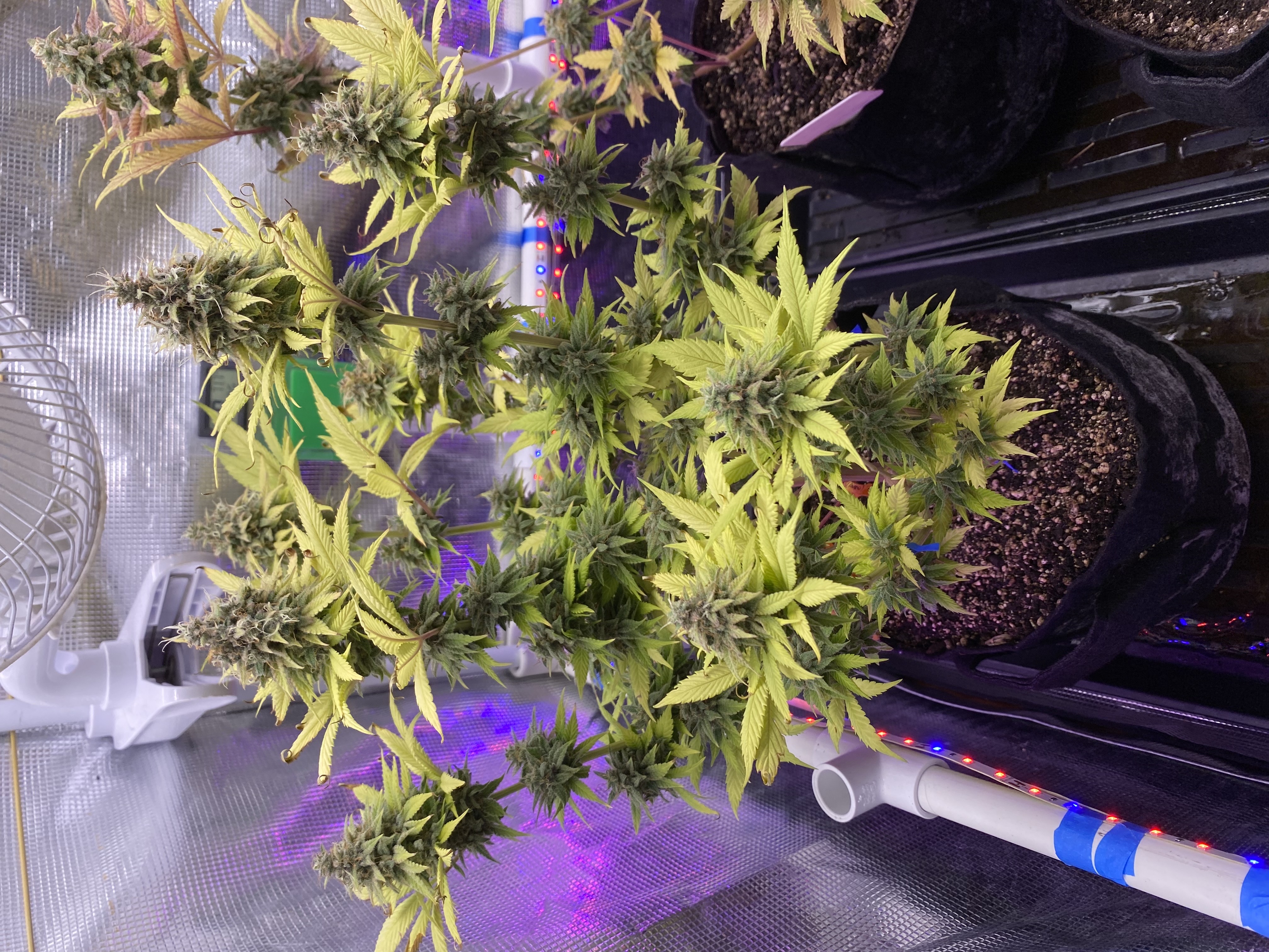 Black Muffin XL F1(fast) — flower, day 94