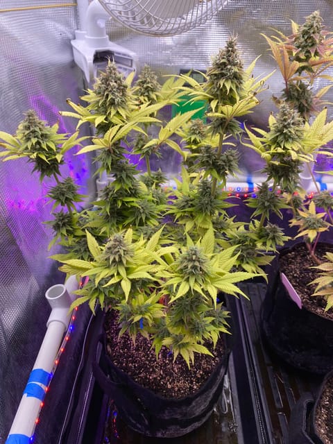 Black Muffin XL F1(fast) — flower, day 94