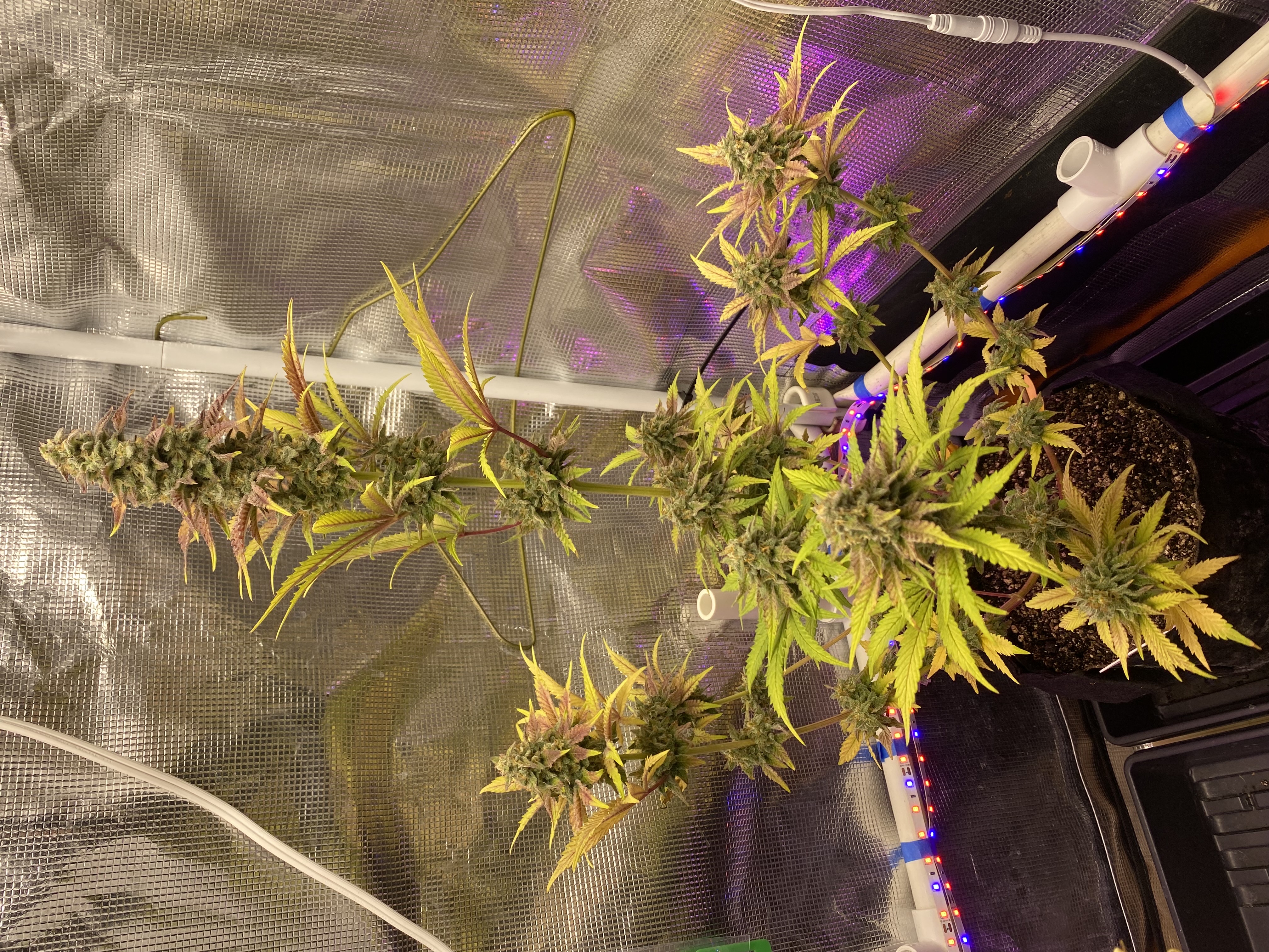 sherbanger — flower, day 88