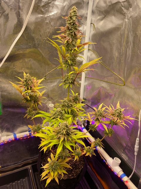 sherbanger — flower, day 88