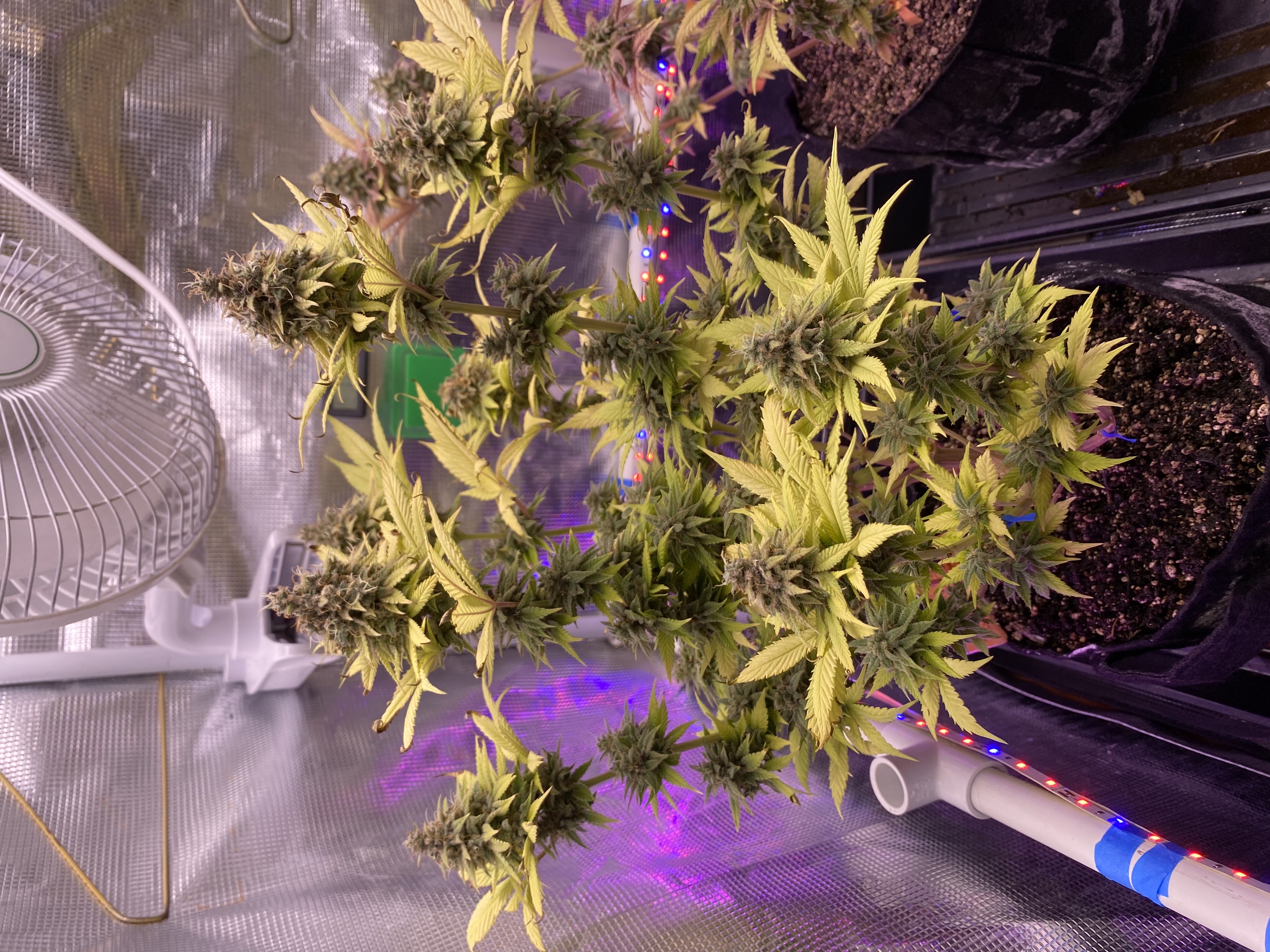 Black Muffin XL F1(fast) — flower, day 97