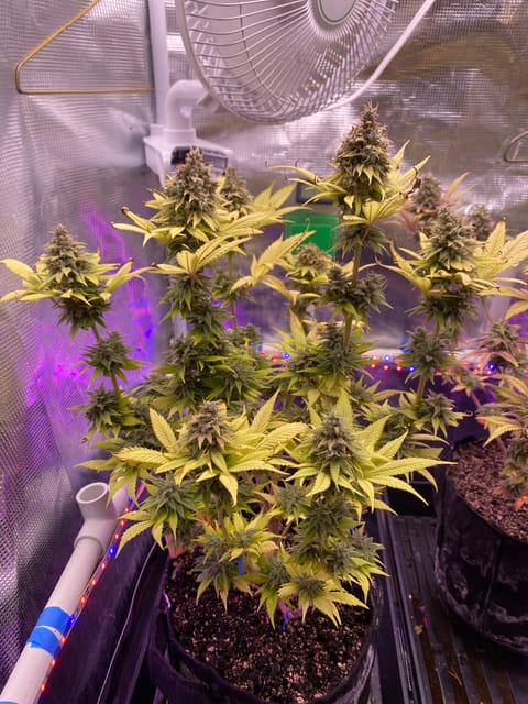 Black Muffin XL F1(fast) — flower, day 97