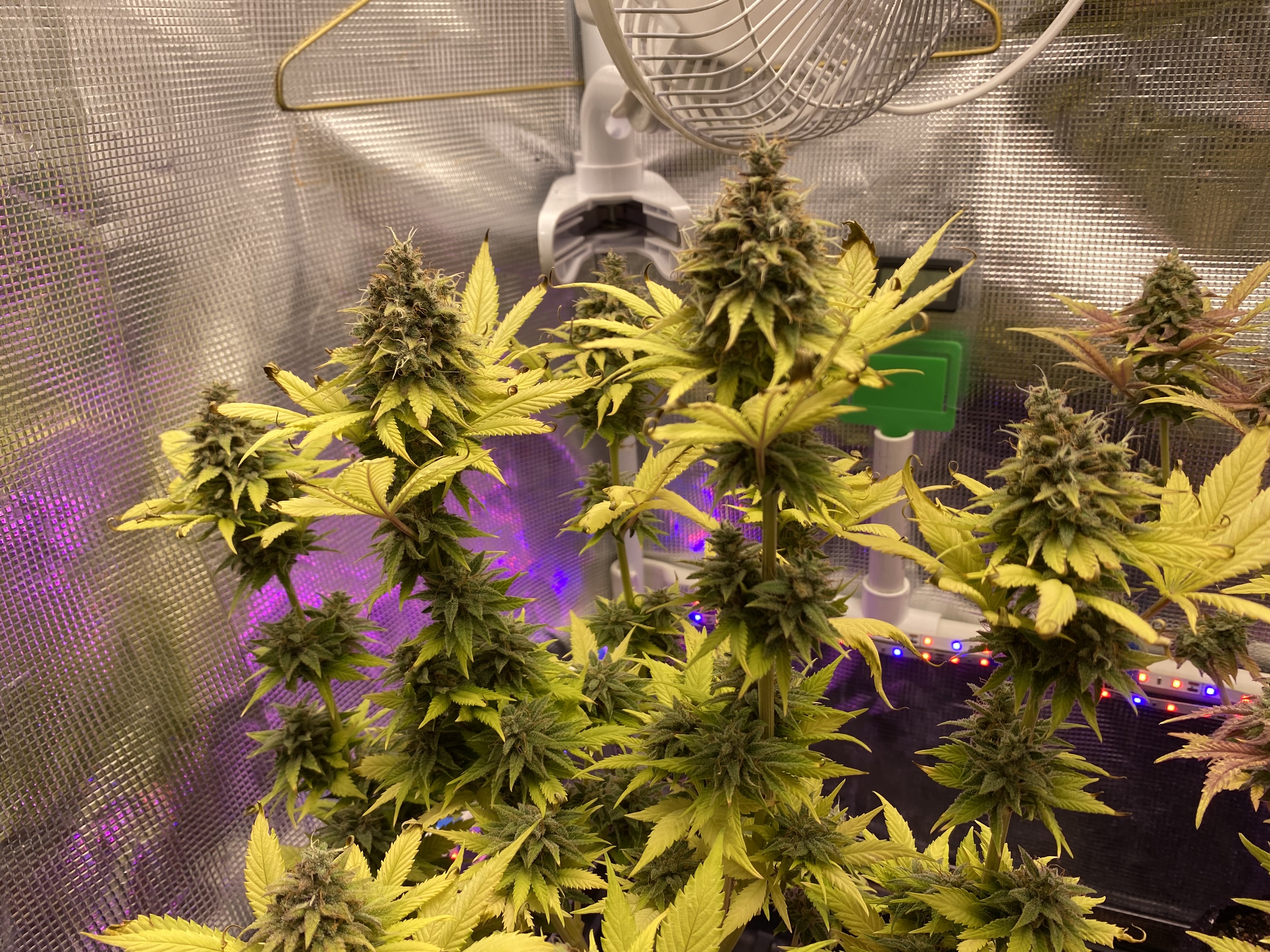 Black Muffin XL F1(fast) — flower, day 97