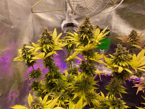 Black Muffin XL F1(fast) — flower, day 97
