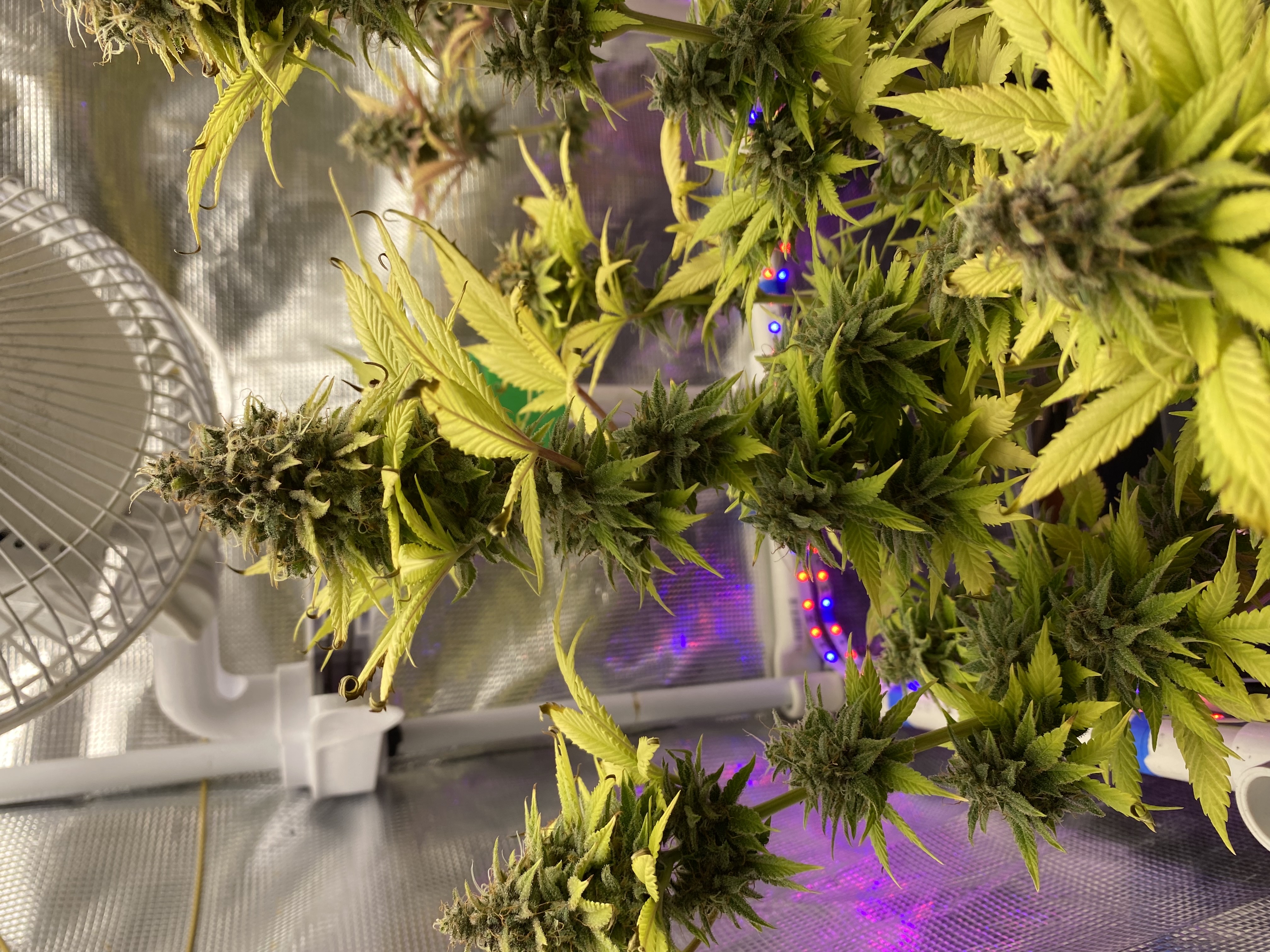 Black Muffin XL F1(fast) — flower, day 97