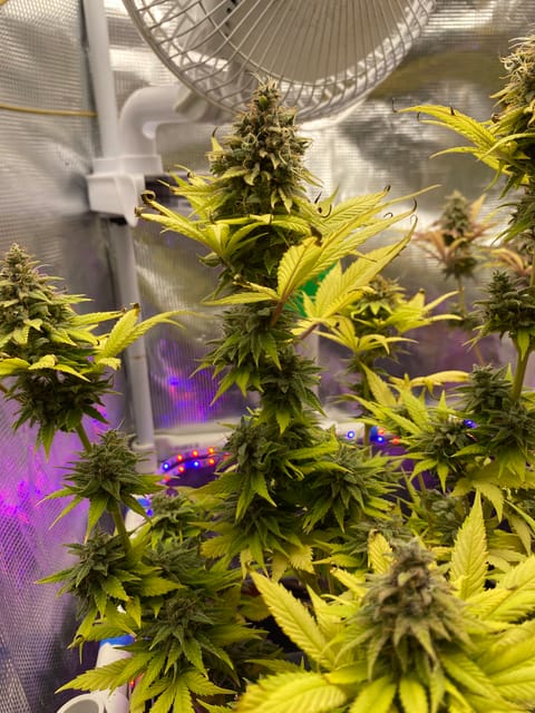 Black Muffin XL F1(fast) — flower, day 97
