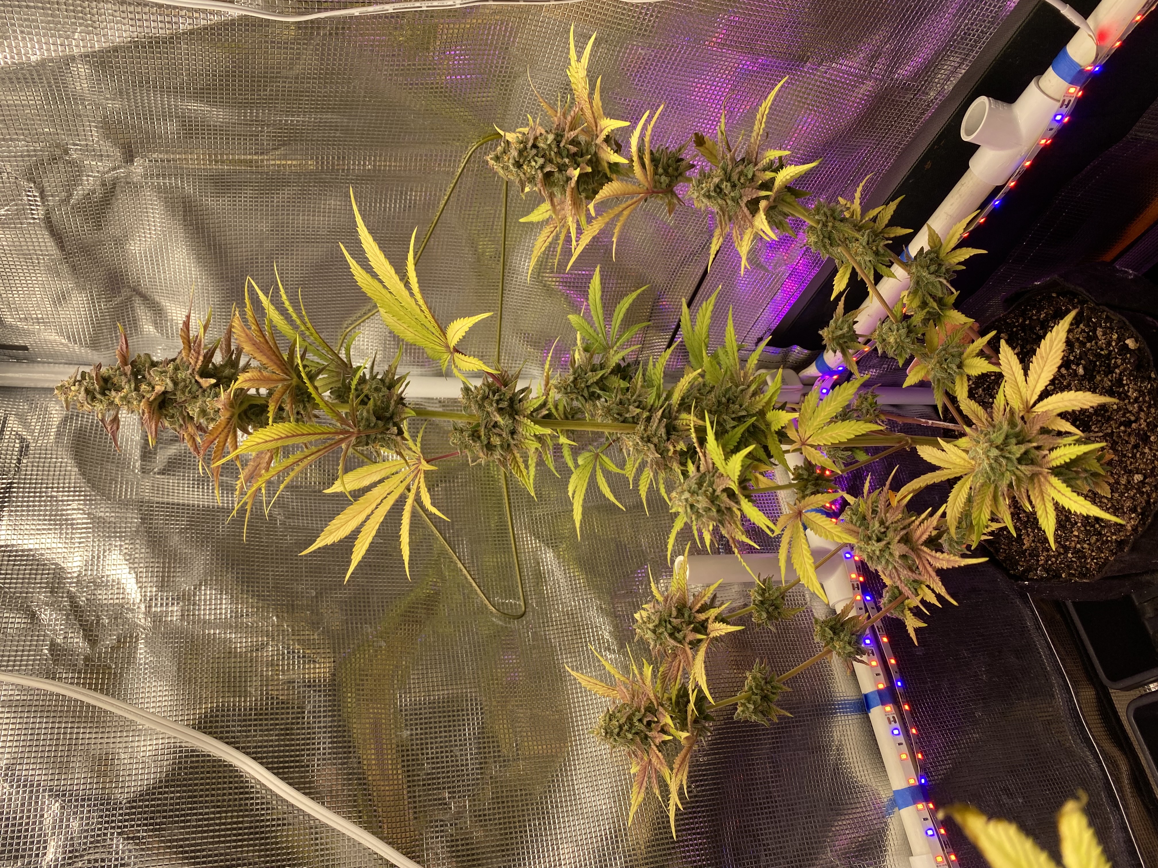 sherbanger — flower, day 91