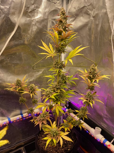 sherbanger — flower, day 91