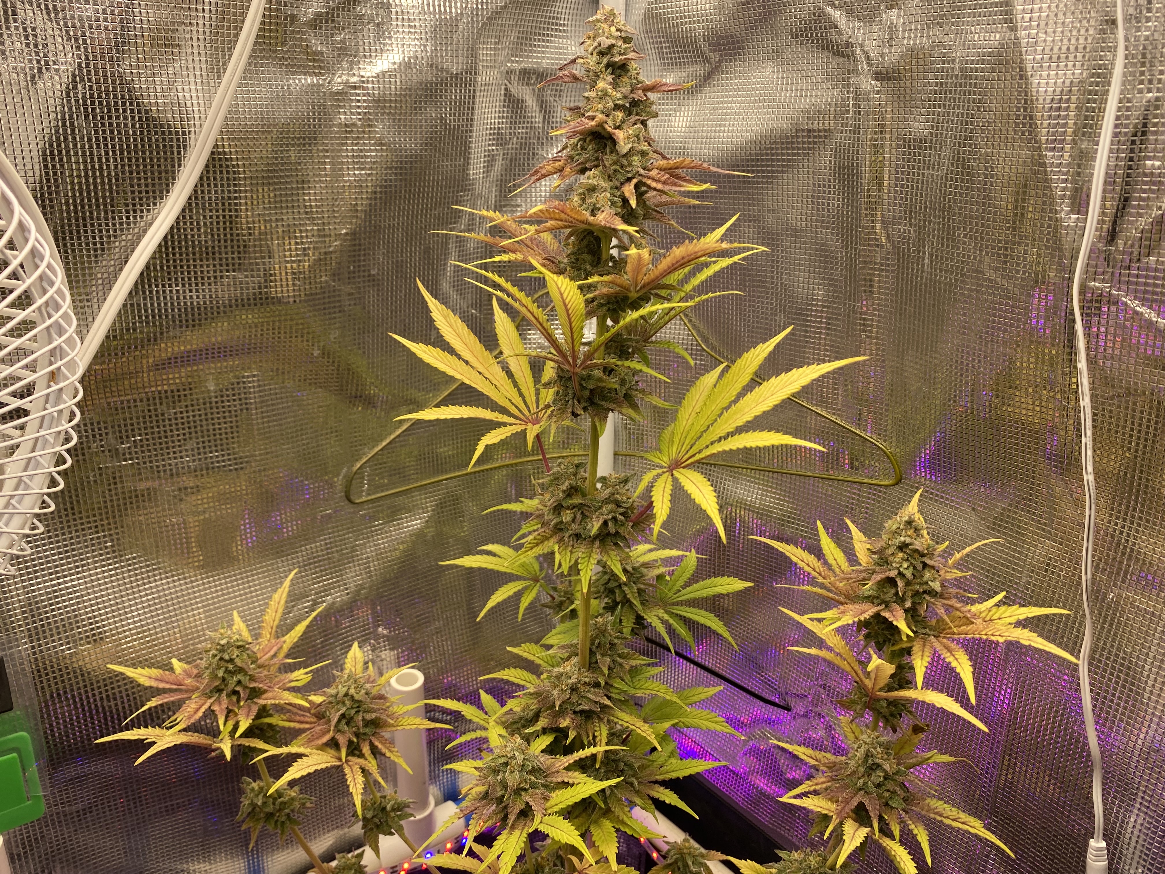 sherbanger — flower, day 91